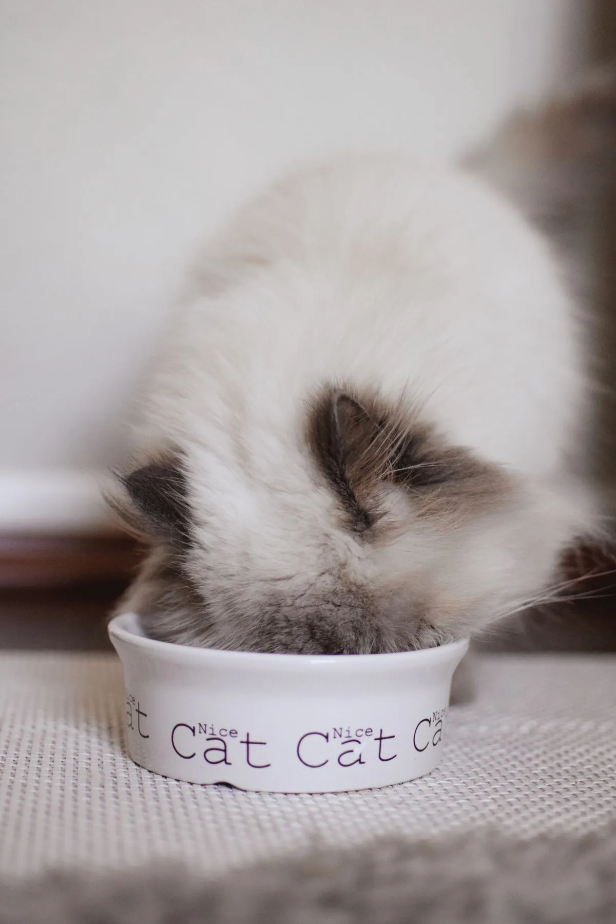 A fluffy long-haired cat eating head-down from a white food bowl indoors
