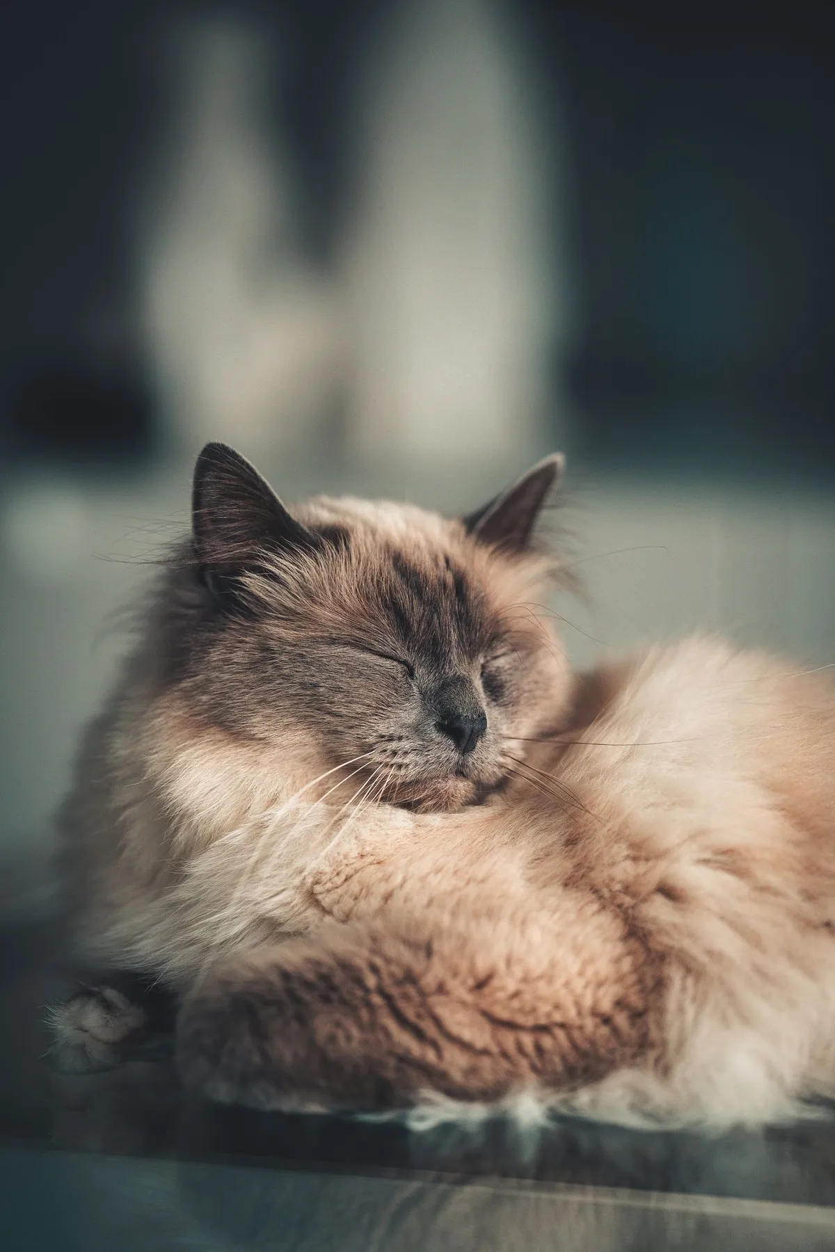Fluffy long-haired cat sleeping curled up peacefully