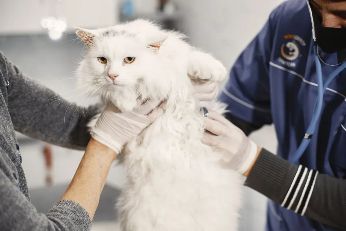 Veterinarian in scrubs gently examining a large fluffy white long-haired cat with a stethoscope during a clinic checkup