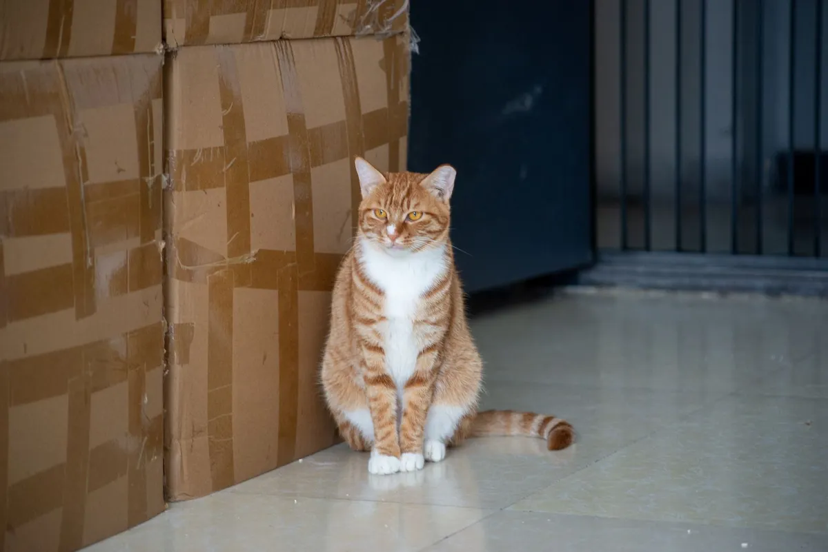 A ginger and white cat sitting beside sealed cardboard moving boxes