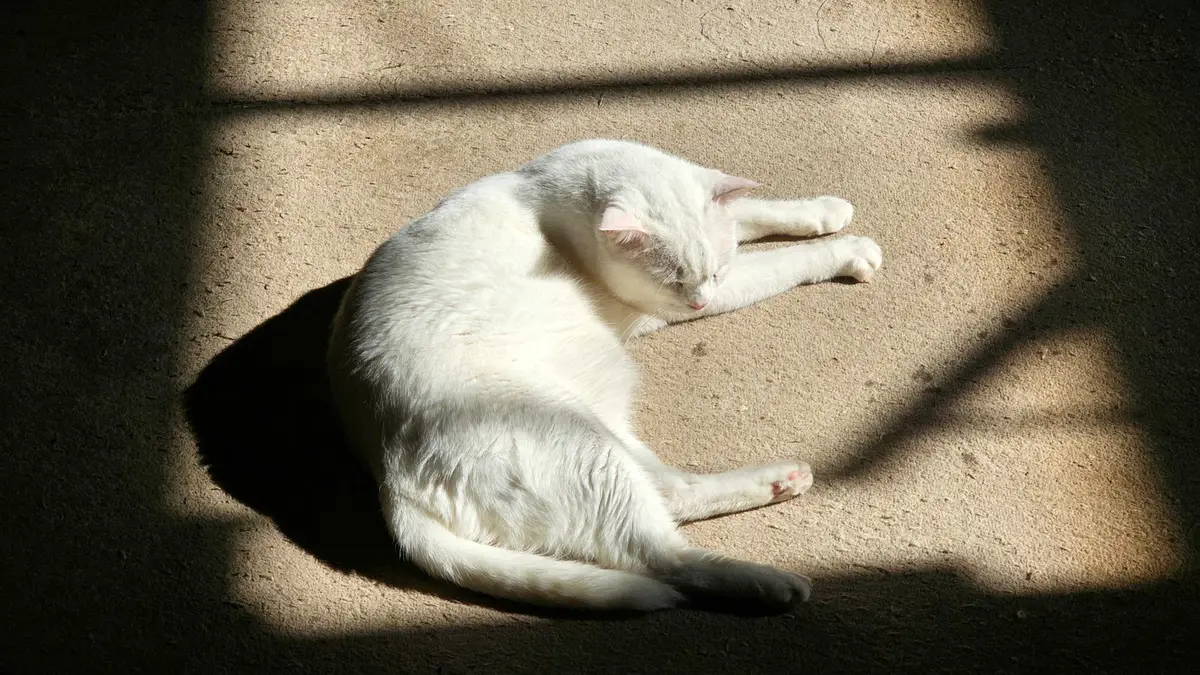 A white cat stretched out asleep in a patch of sunlight on a carpet indoors
