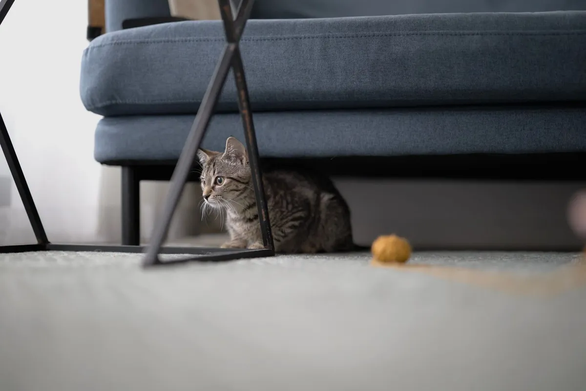A tabby kitten tucked under a blue sofa, watching cautiously
