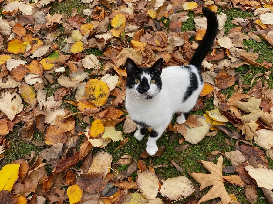 Tuxedo cat standing among fallen autumn leaves outdoors
