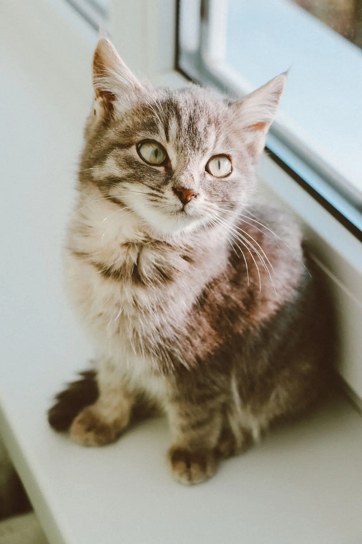 Tabby kitten with bright eyes and tufted ears sitting on a windowsill in natural light