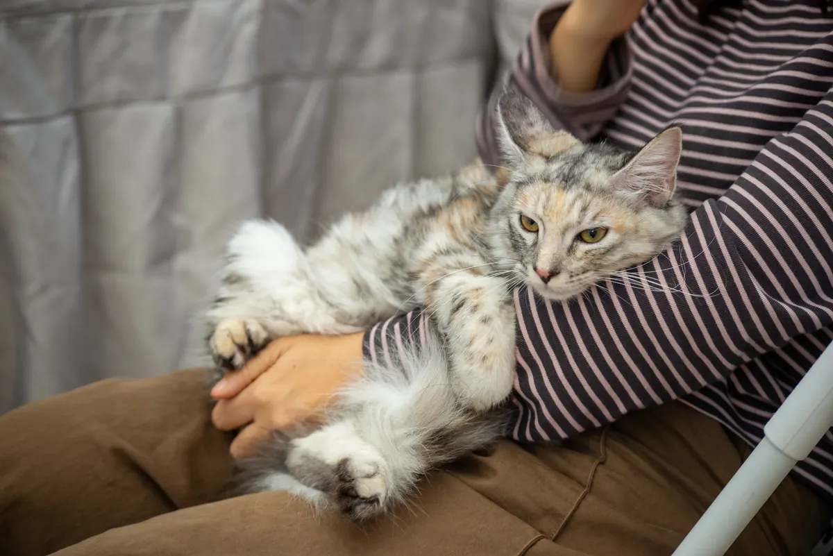 A Maine Coon cat relaxing in its owner's arms at home