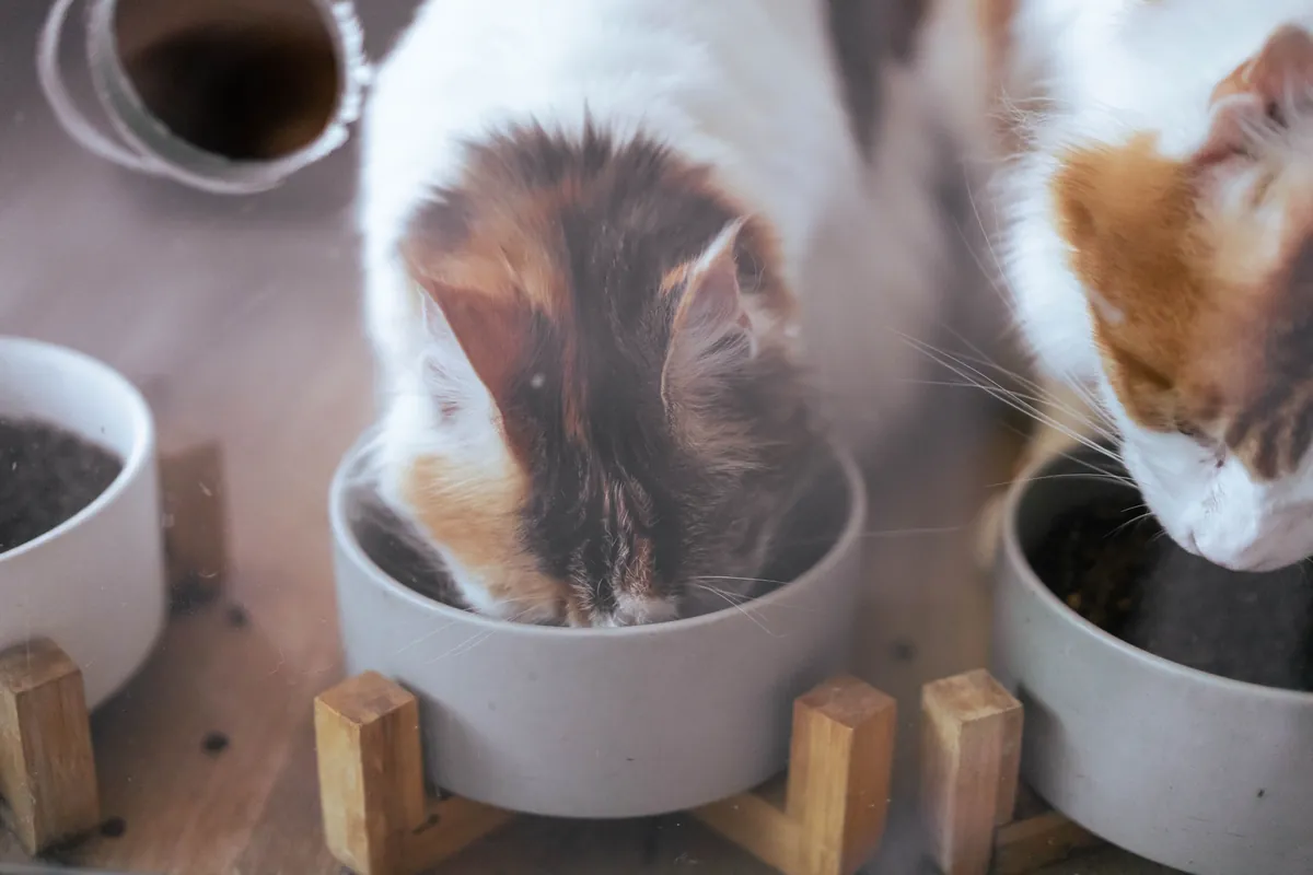 Two fluffy cats eating from raised bowls at home