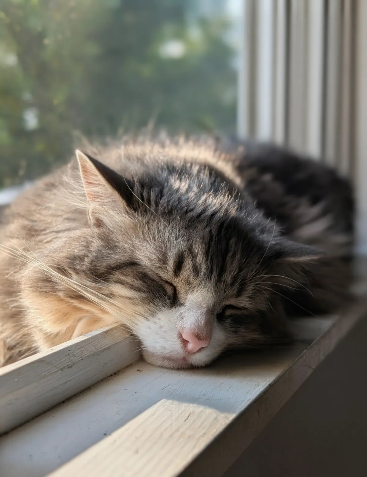 A fluffy long-haired cat resting on a sunlit windowsill