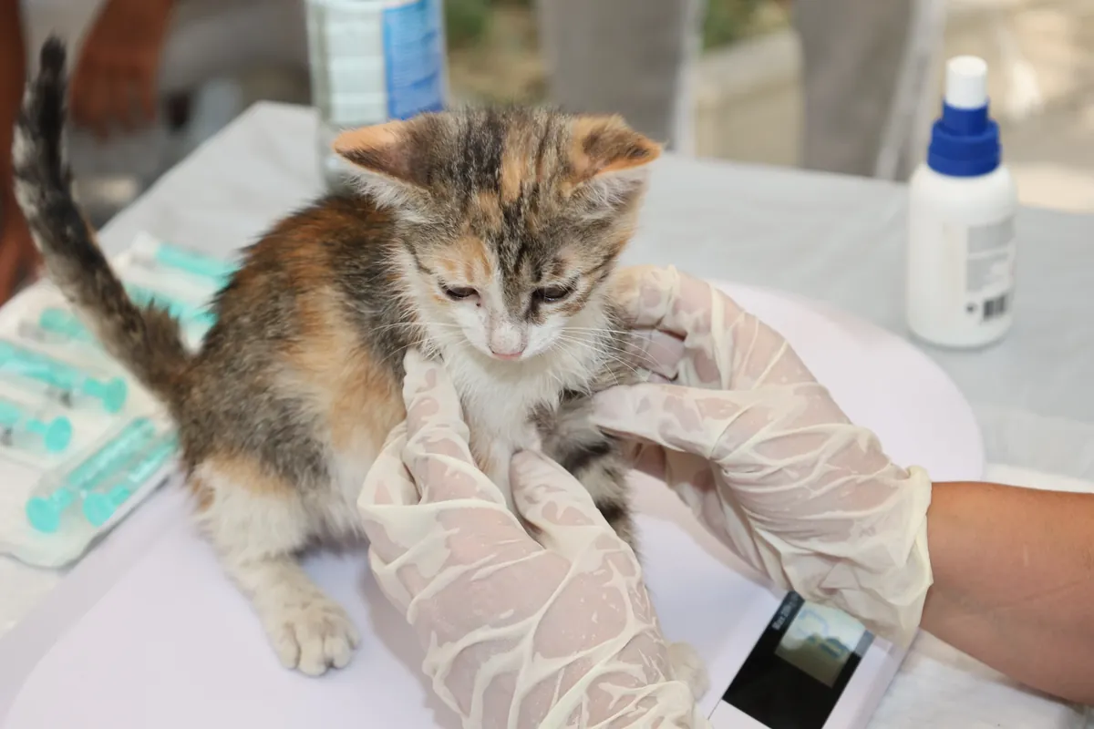 A veterinarian's gloved hands gently examining a kitten during a checkup