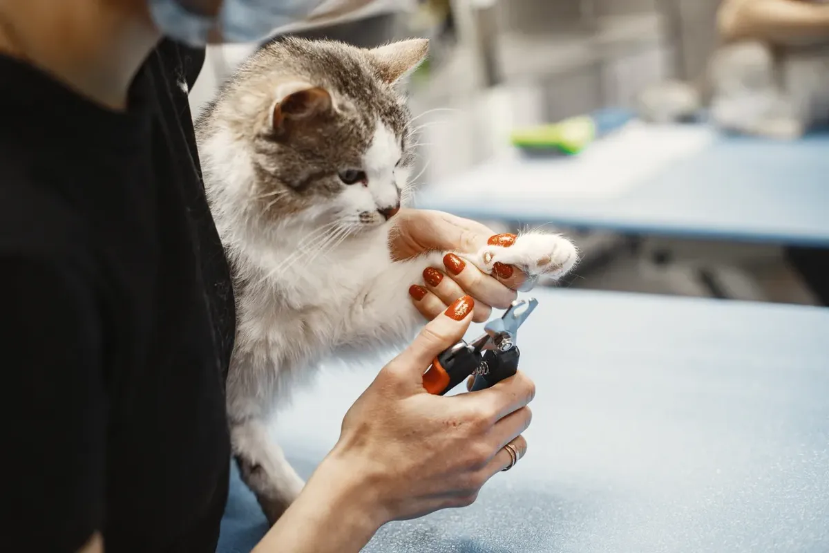 A person holding a cat's front paw steady while trimming a claw with pet nail clippers