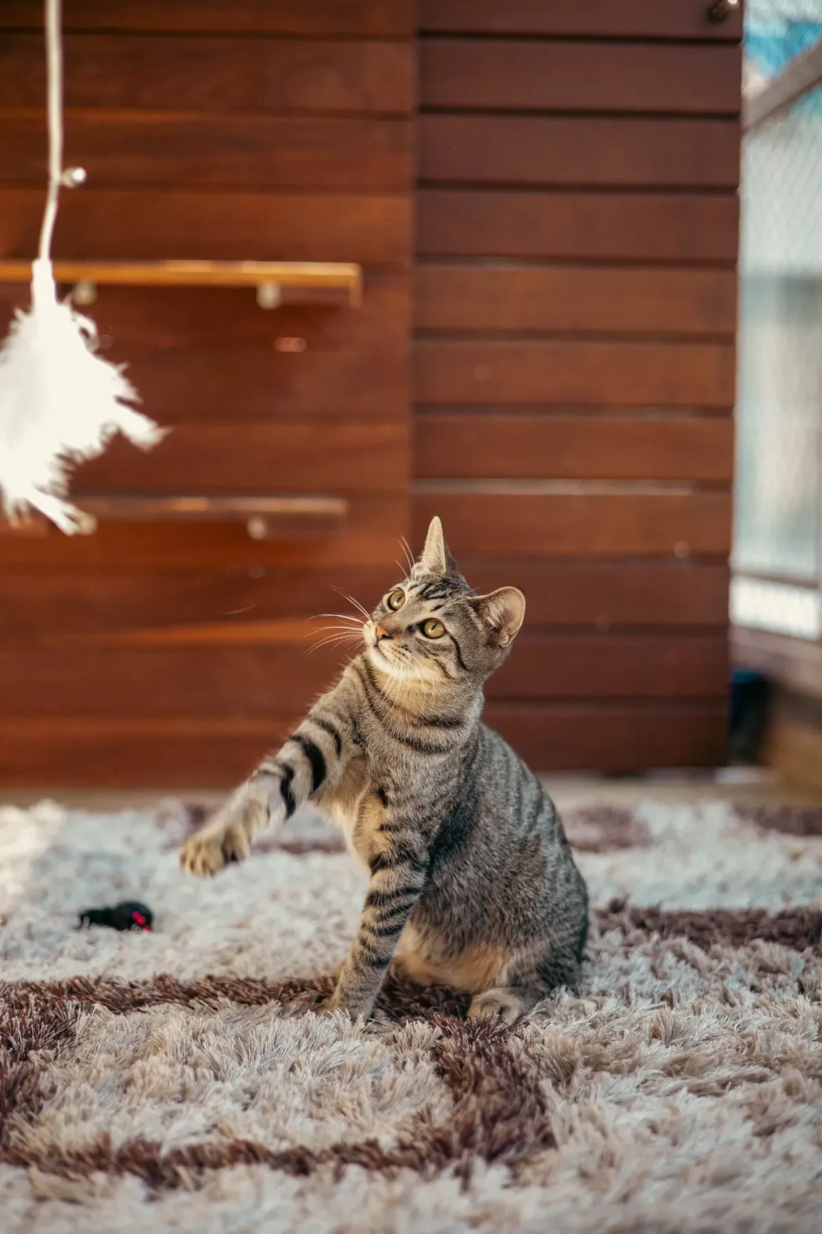 A tabby cat sitting on a rug indoors, one front paw raised and reaching toward a feather toy