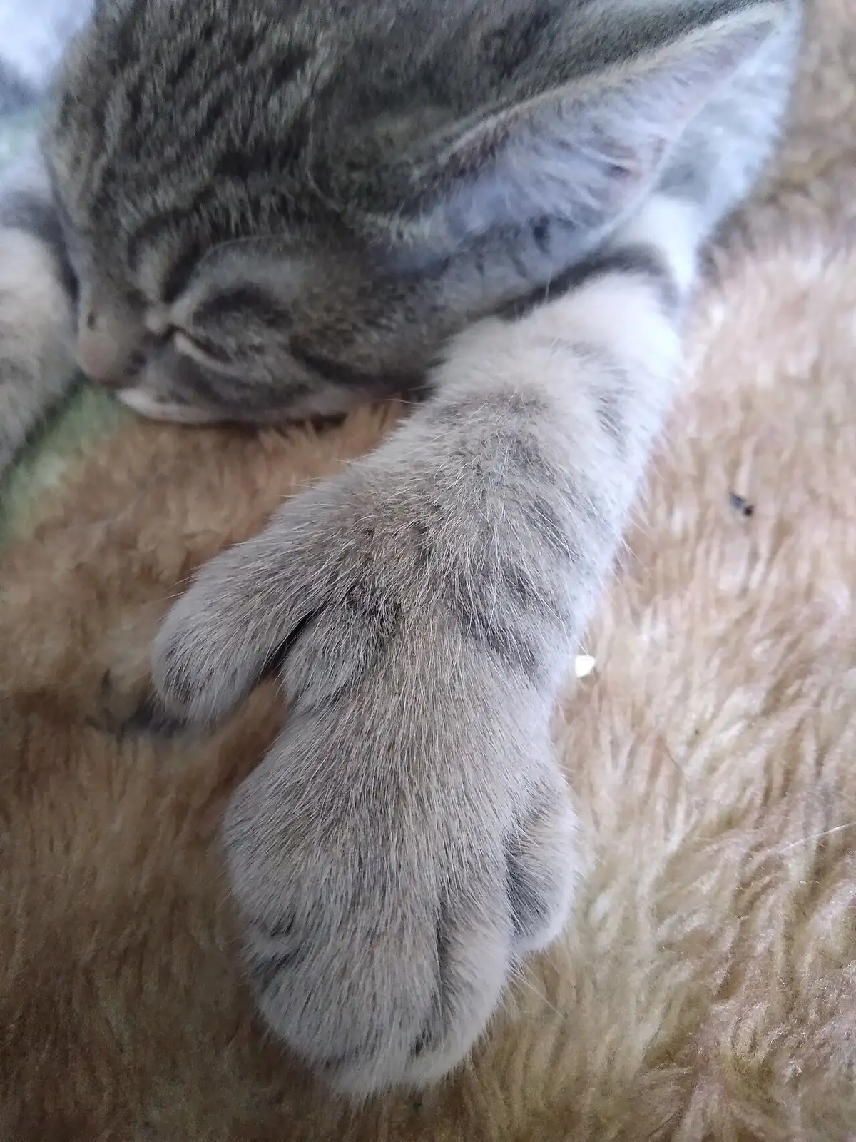 A sleeping tabby kitten with one oversized polydactyl front paw showing a distinct thumb-like extra toe