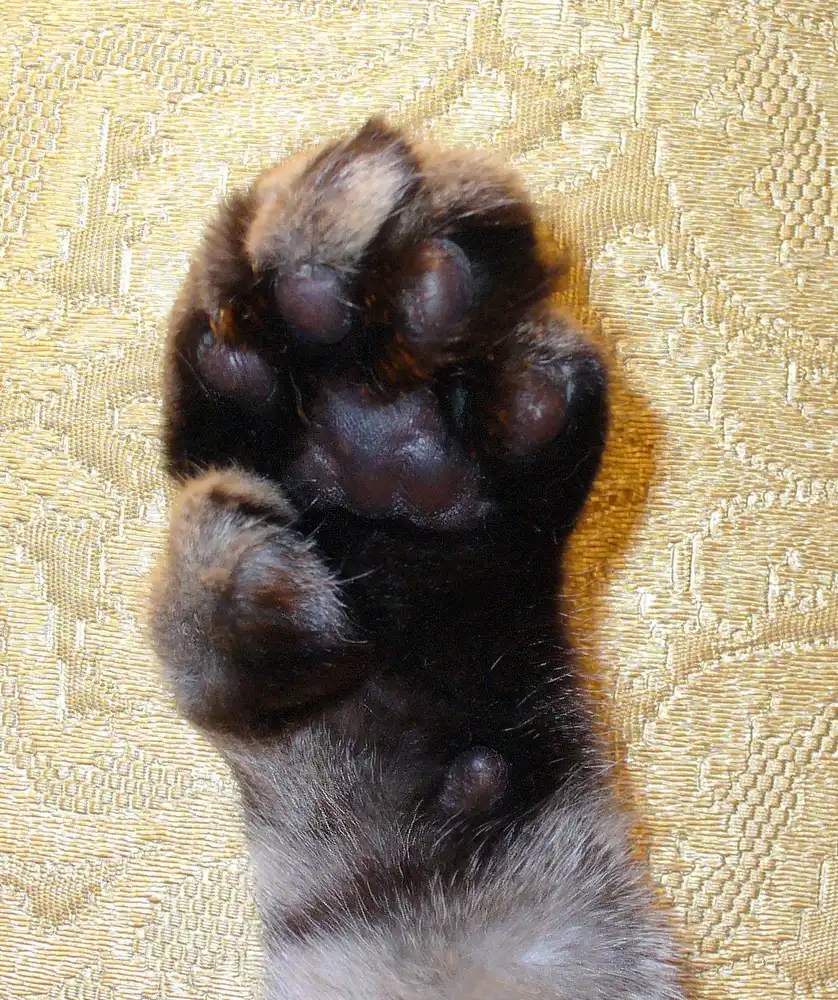 Underside of a polydactyl cat's front paw showing the extra thumb toe with its own pad alongside the extra toe beans