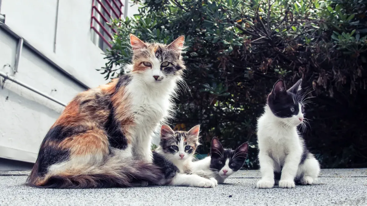 A long-haired calico mother cat sitting outdoors with her three young kittens beside her