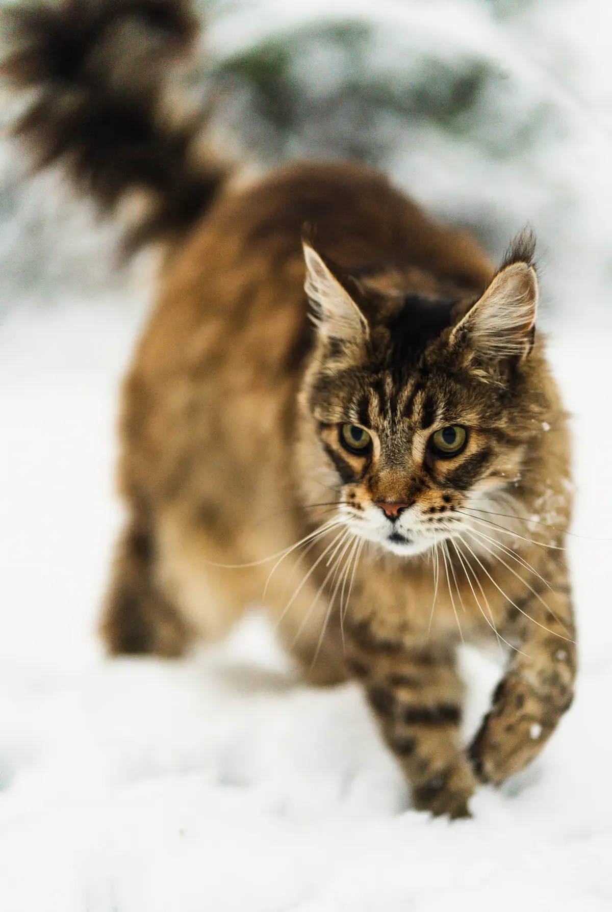 A long-haired tabby cat walking through shallow snow toward the camera, wide paws spread on the snow surface