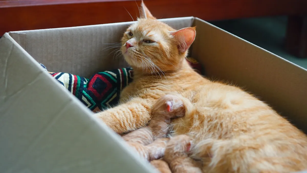 A ginger mother cat resting in a cardboard nesting box lined with a patterned blanket while her newborn kitten nurses beside her