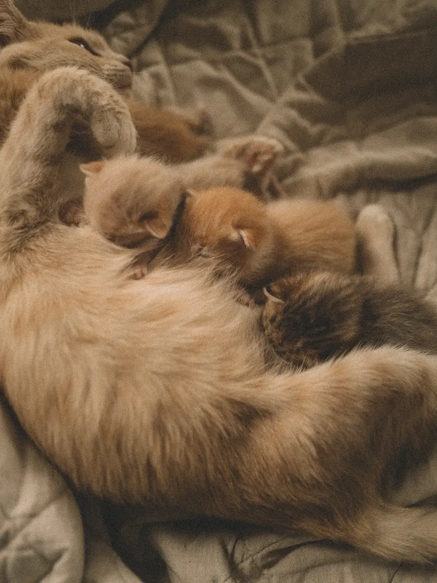 A fluffy long-haired mother cat nursing her newborn kittens on a soft blanket, her paw resting beside them
