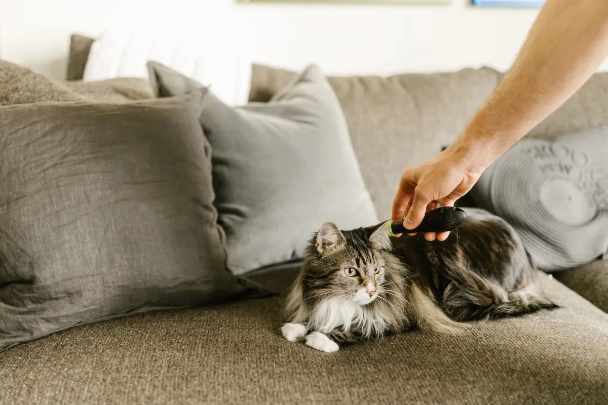 A Maine Coon being gently combed by its owner on a couch