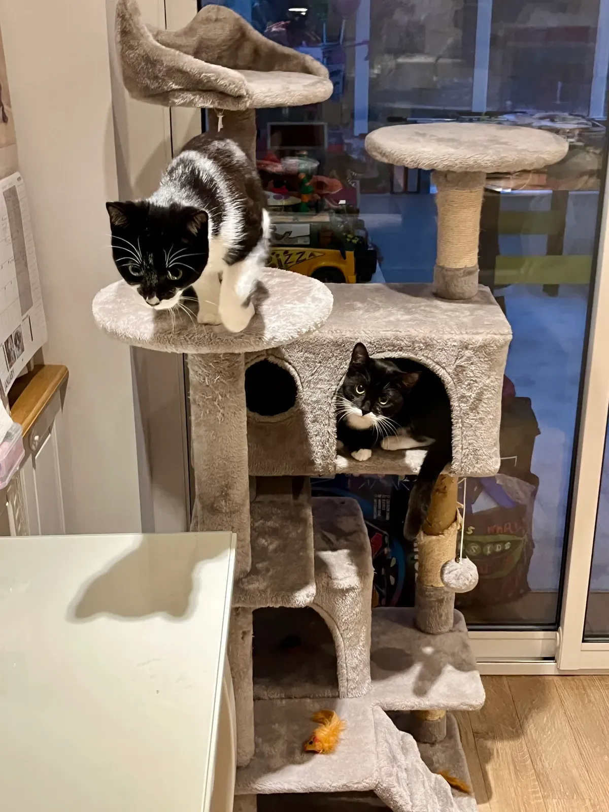 Two cats exploring a multi-level indoor cat tree