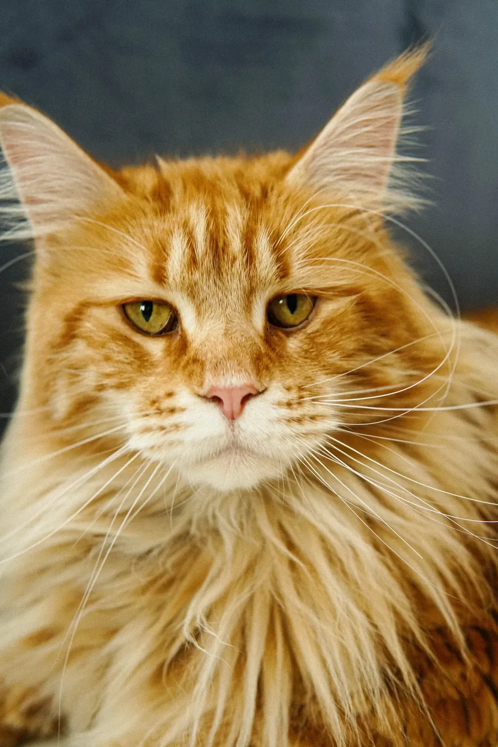 Close-up of an orange Maine Coon's face showing prominent ear tufts and long flowing fur