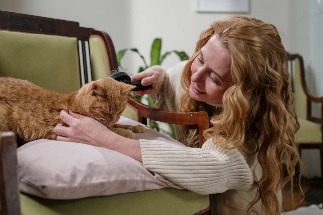 An owner gently brushing an orange cat resting on a sofa cushion