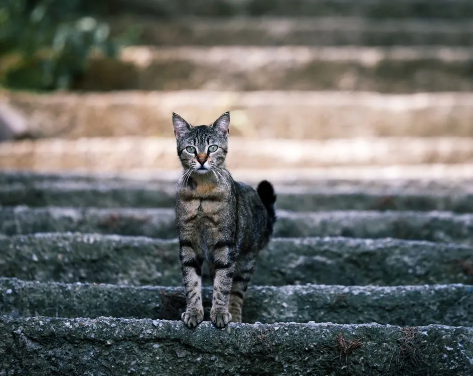 A tabby cat standing carefully on stone steps, showing how stairs challenge arthritic senior cats
