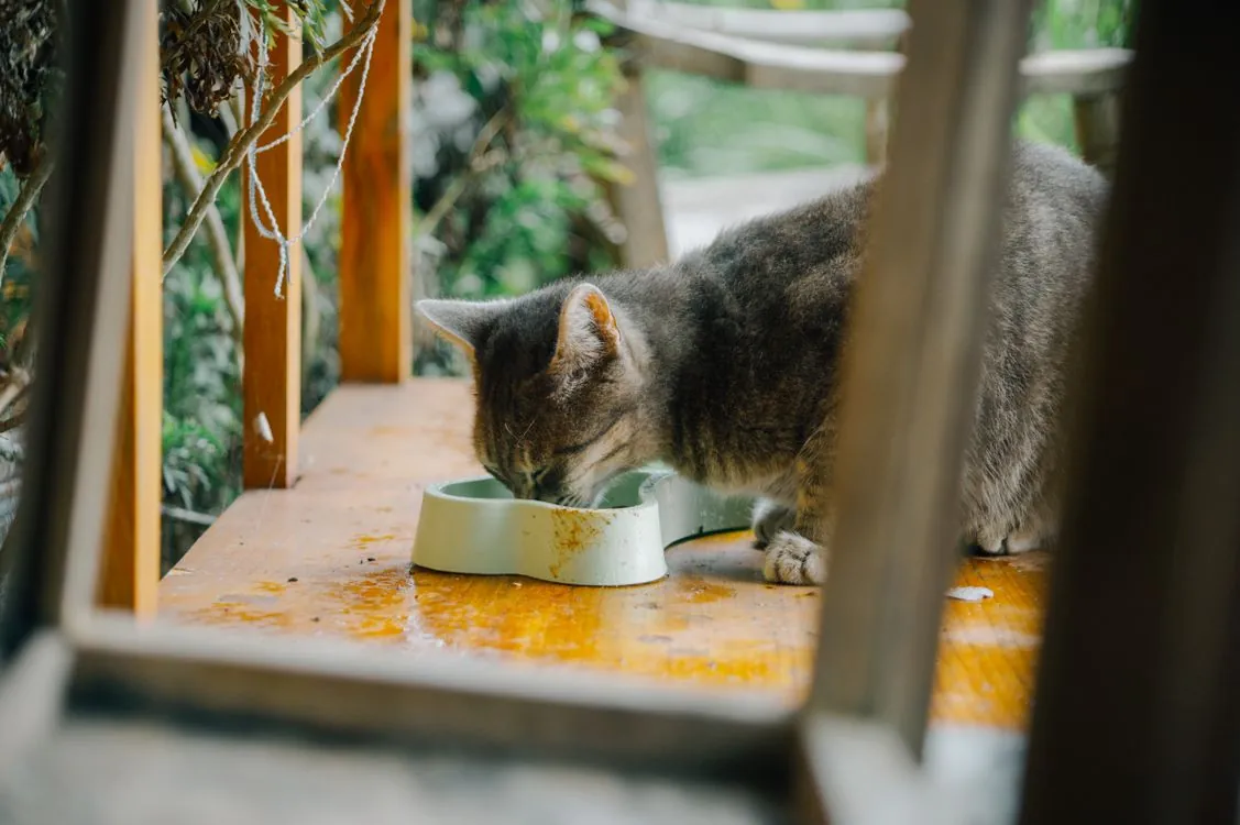 A tabby cat eating from a white food bowl on a wooden surface