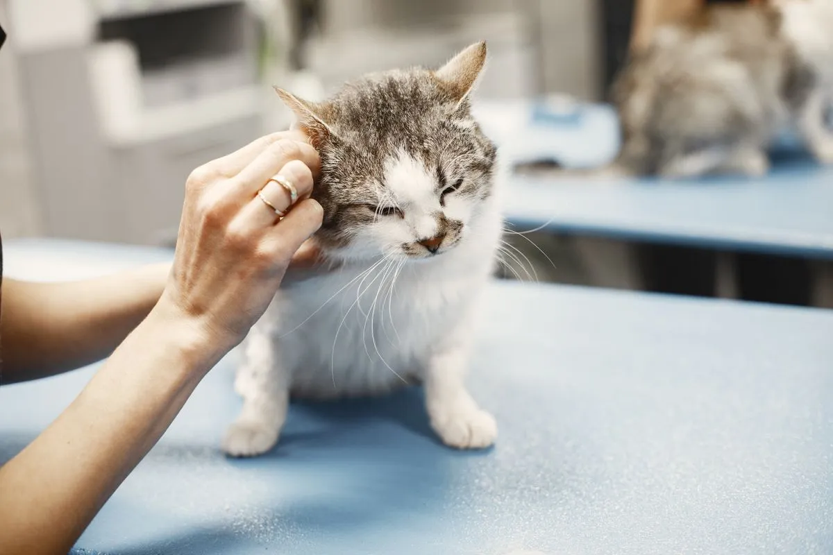 A veterinarian gently holding a cat during an exam on a clinic exam table
