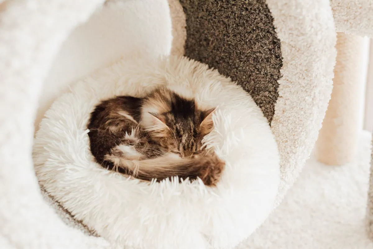 A long-haired kitten curled tight in a round fluffy bed, tail wrapped around its body