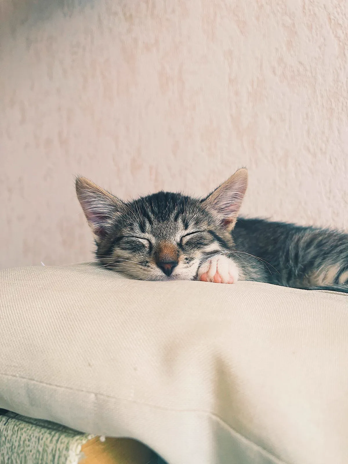 A tabby kitten asleep on a soft pillow indoors