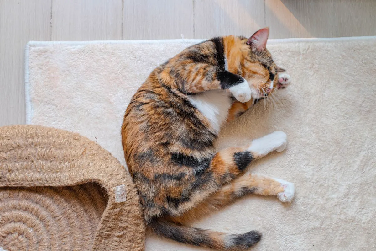 A calico cat stretched out on its side on a rug in daylight, legs extended