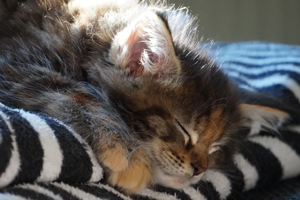 A fluffy kitten sleeping soundly on a striped blanket in warm sunlight
