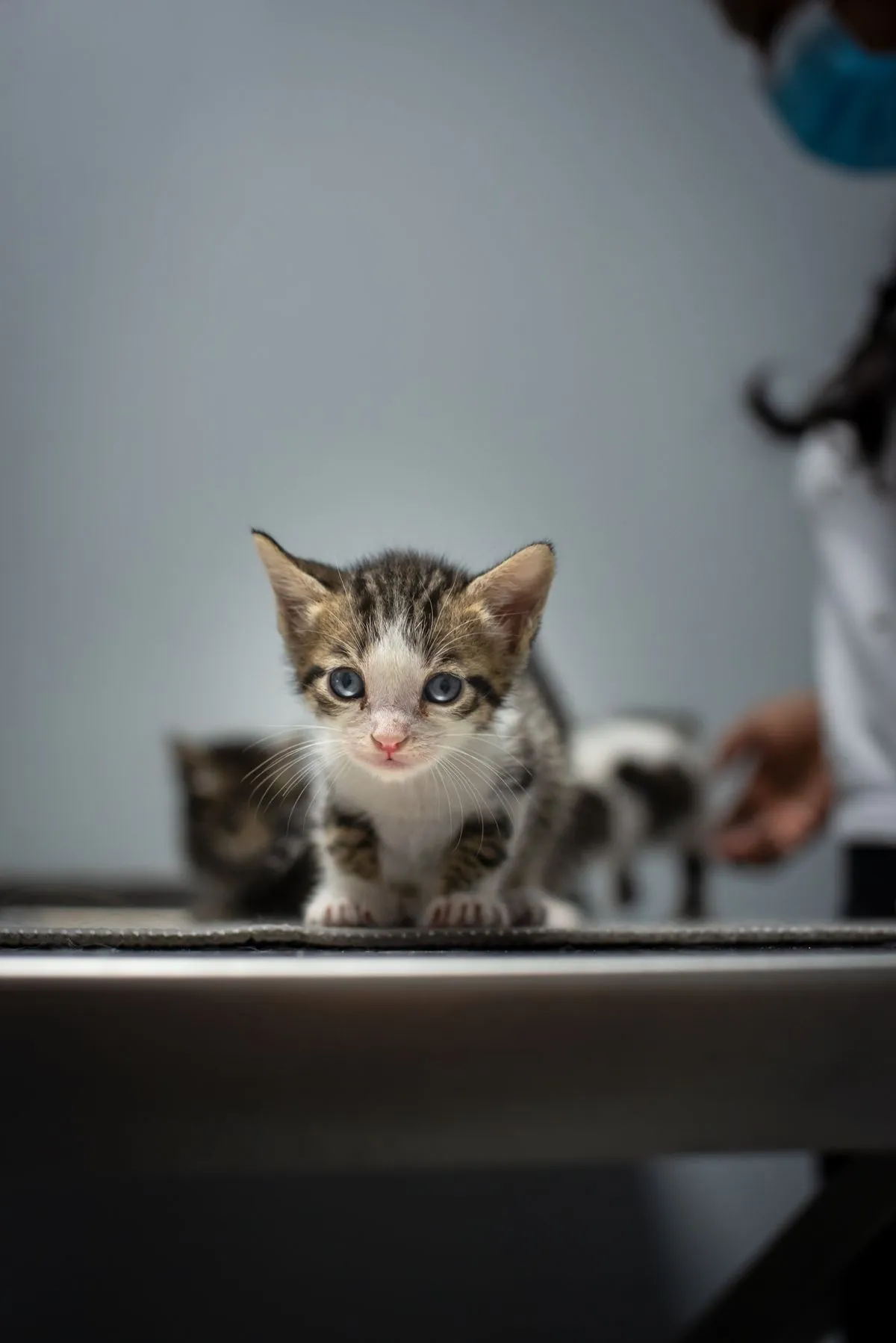 Tiny kitten sitting on a veterinary exam table with a masked vet nearby
