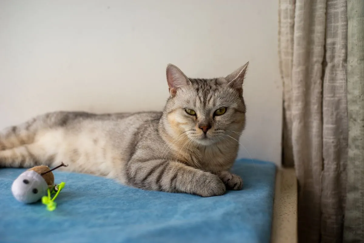 Silver tabby cat lounging on a blue mat by a sunny window