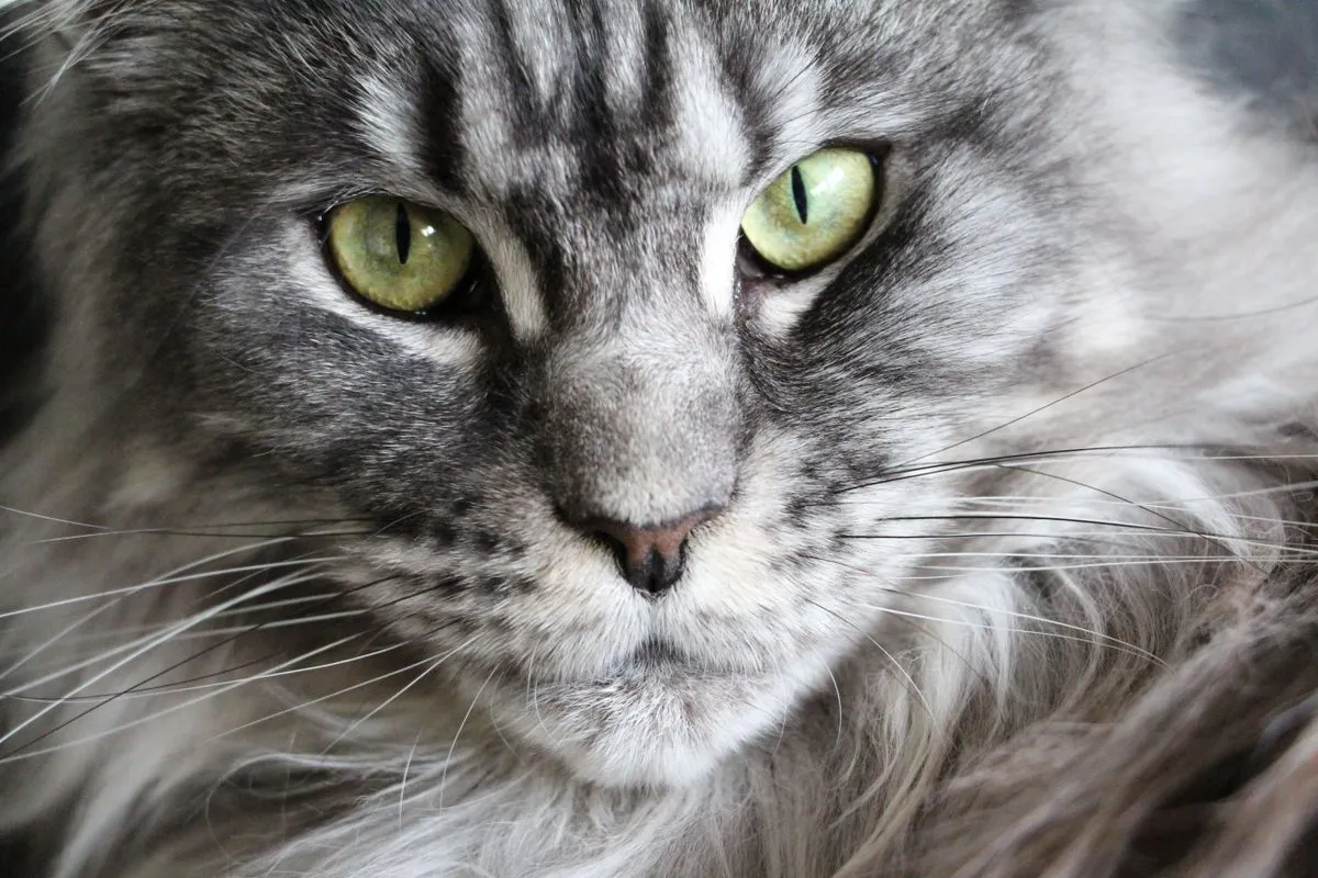 Close-up of a grey Maine Coon cat's face with green eyes