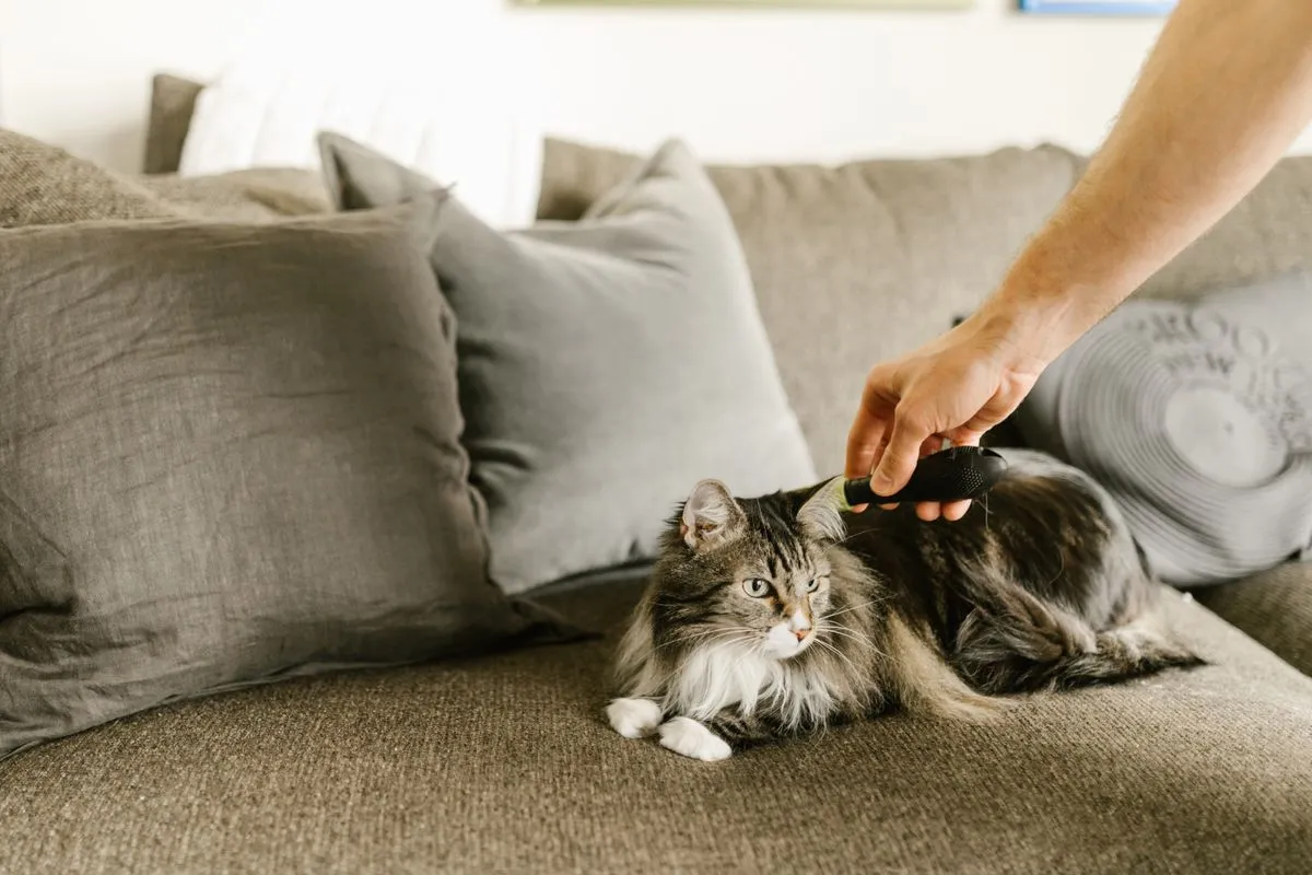 Owner combing a fluffy long-haired cat on a sofa during summer grooming