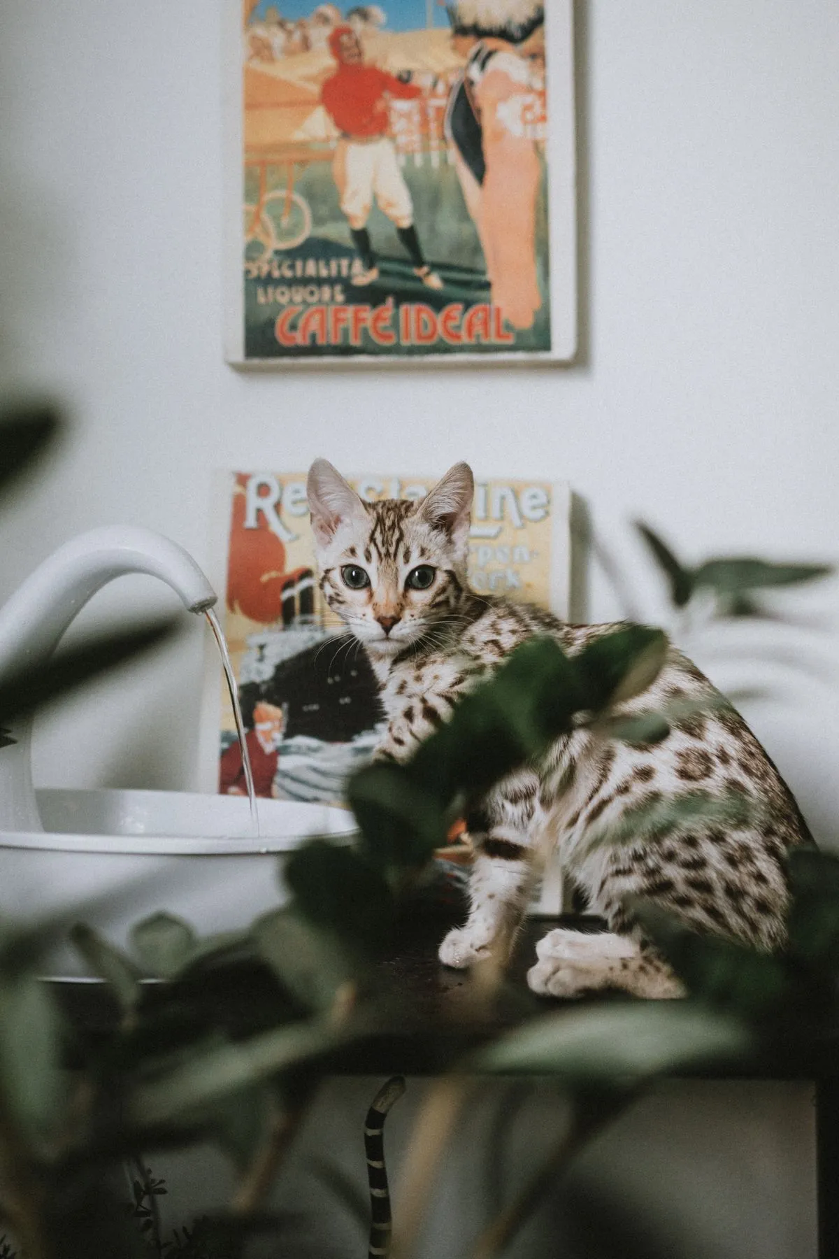 Cat beside a flowing indoor pet water fountain with plants