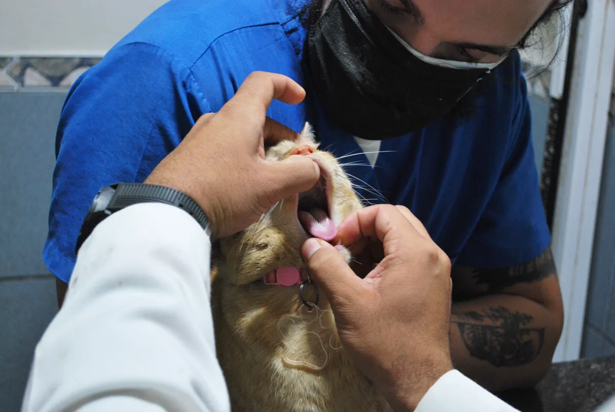 Veterinarian performing dental examination on a Maine Coon cat