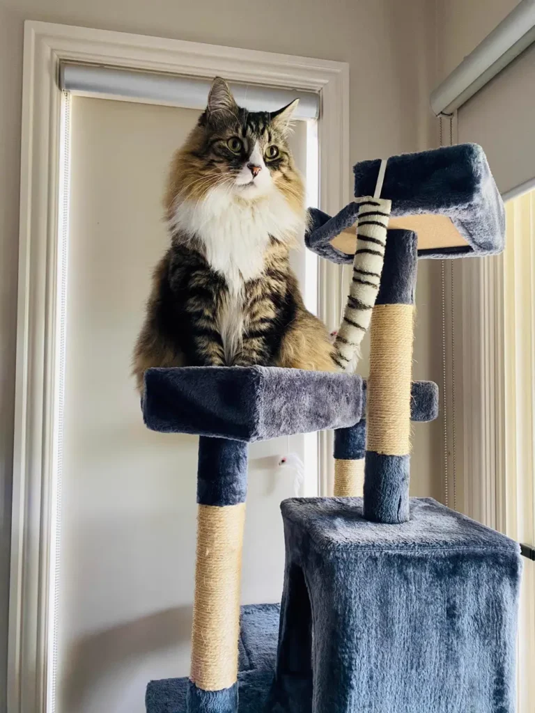 A longhaired brown tabby-and-white cat perched confidently on the top platform of a tall cat tree