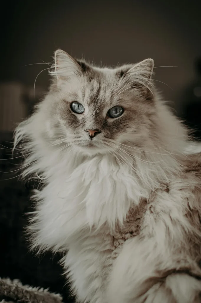 Close-up of a white longhaired cat's dense, layered coat showing soft undercoat and flowing guard hairs