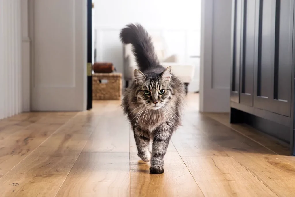 A fluffy tabby Maine Coon walking down a wooden hallway toward the camera, tail held high