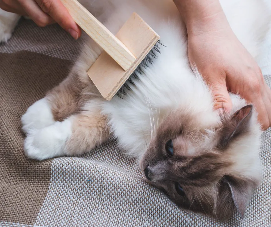 An owner brushing the belly of a relaxed longhaired cat with a wooden slicker brush during grooming