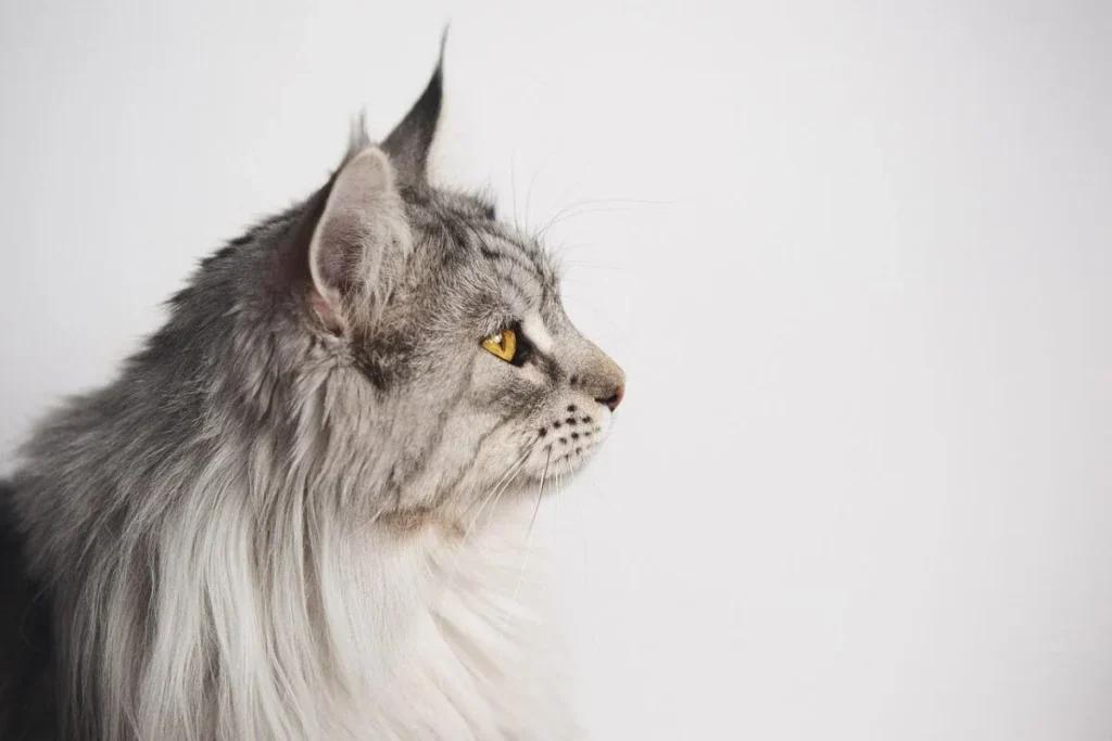 Side profile of a silver Maine Coon's square muzzle, strong jaw and tall ear tufts against a white background