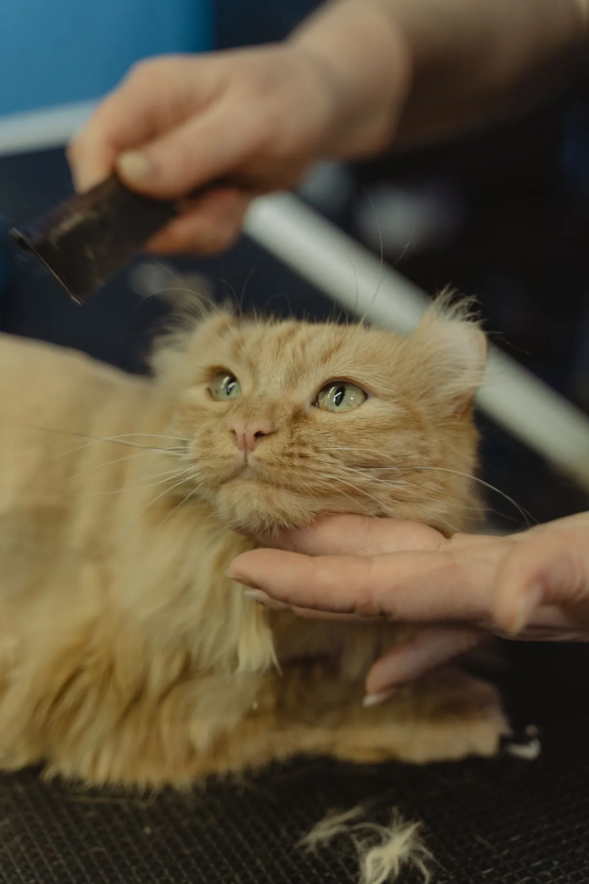 Brushing a Maine Coon with a wide-tooth steel grooming comb
