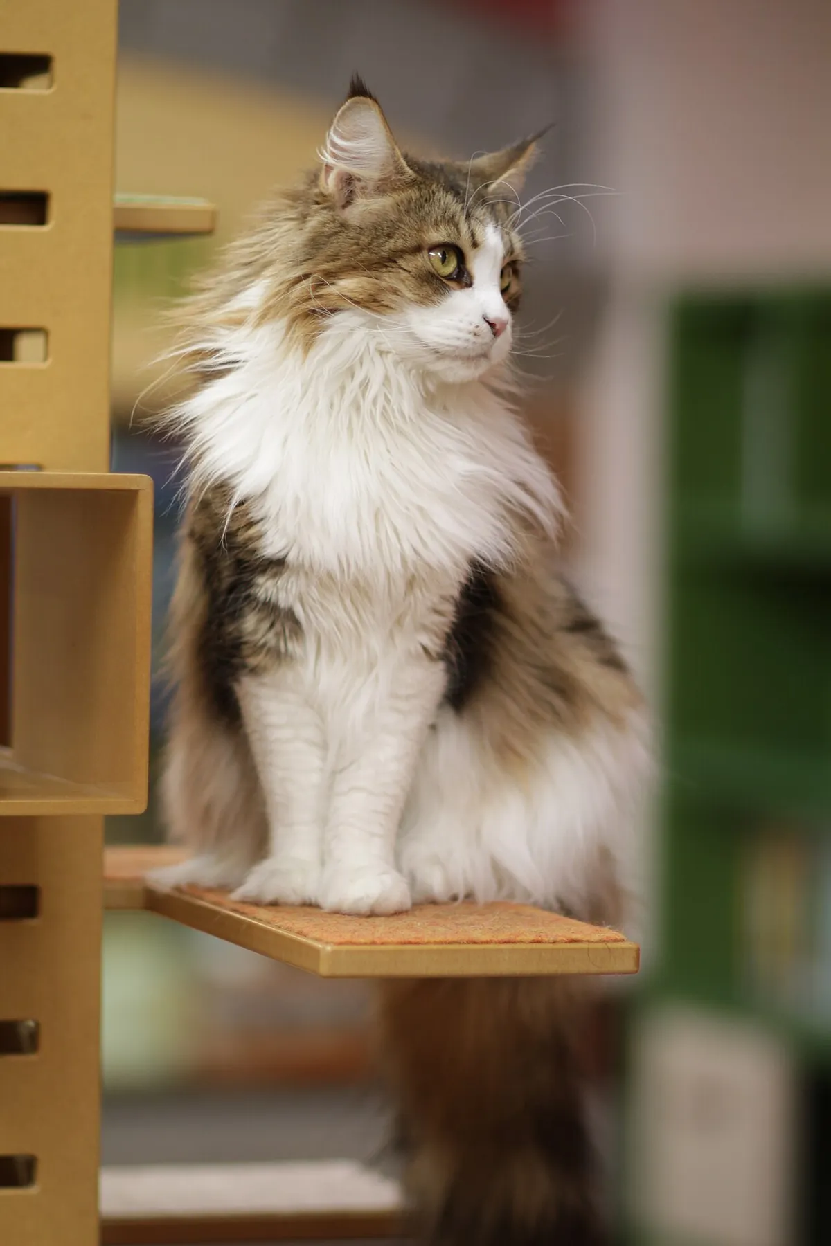 Maine Coon perched on top of a tall cat tree surveying the room