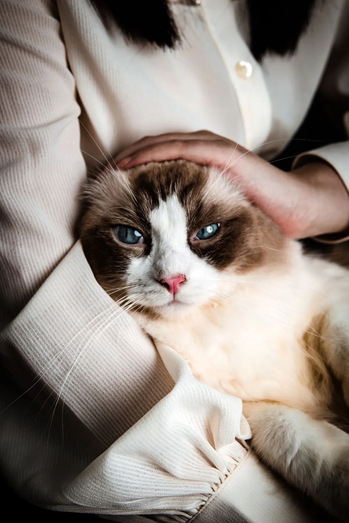 Ragdoll cat cuddled in owner's arms, relaxed and floppy