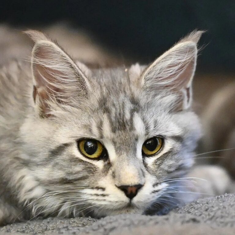 Close-up portrait of a Maine Coon's face showing its shaggy coat, full neck ruff, and lynx-tipped ear tufts.