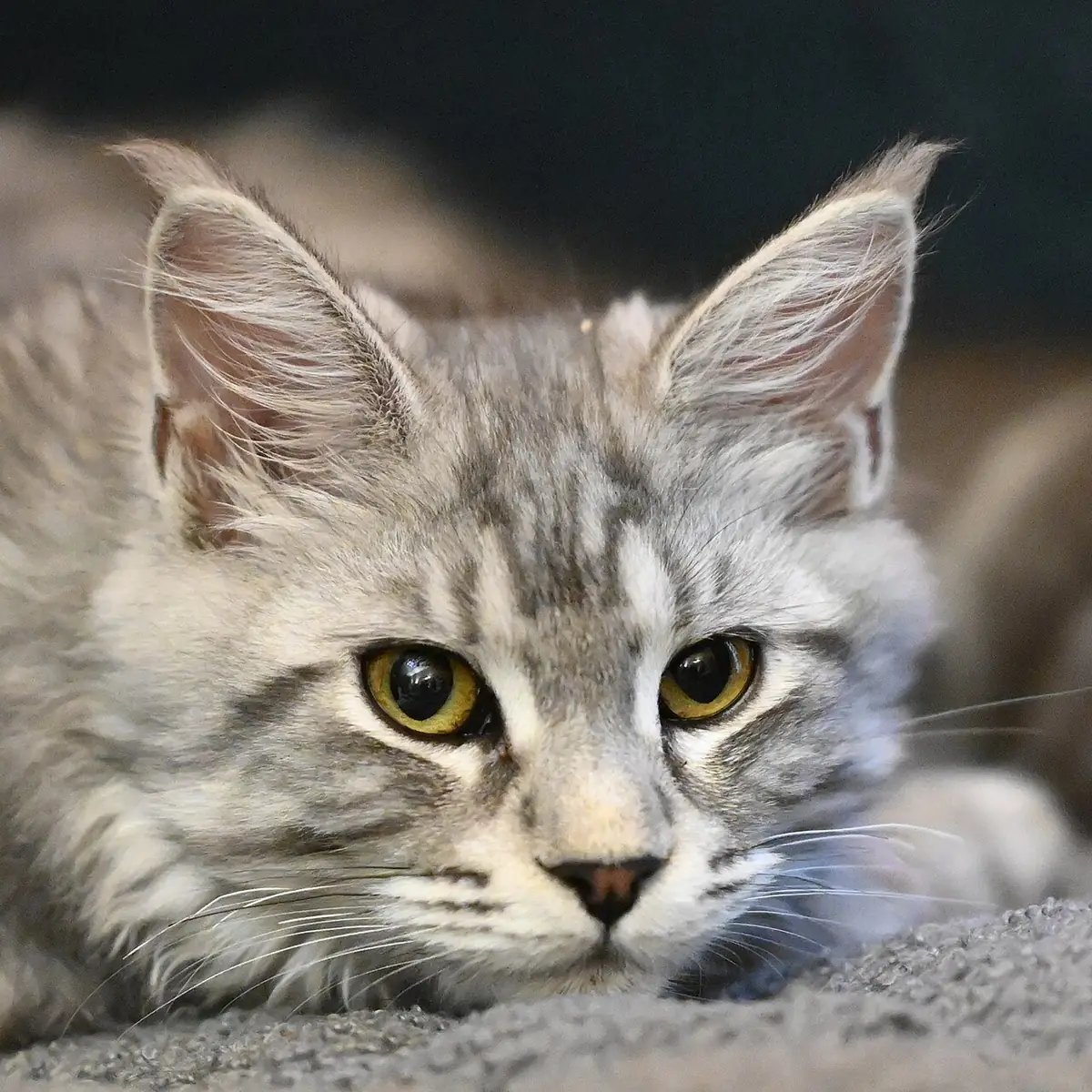 Maine Coon with shaggy coat closeup