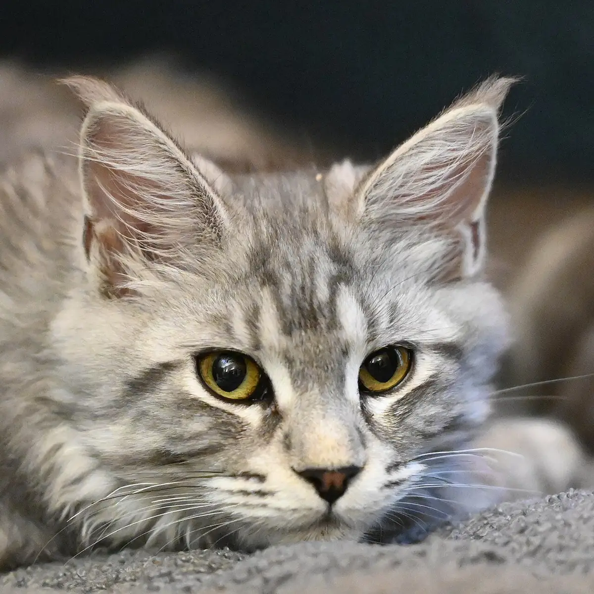 Close-up of a Maine Coon's shaggy long coat showing its thick texture