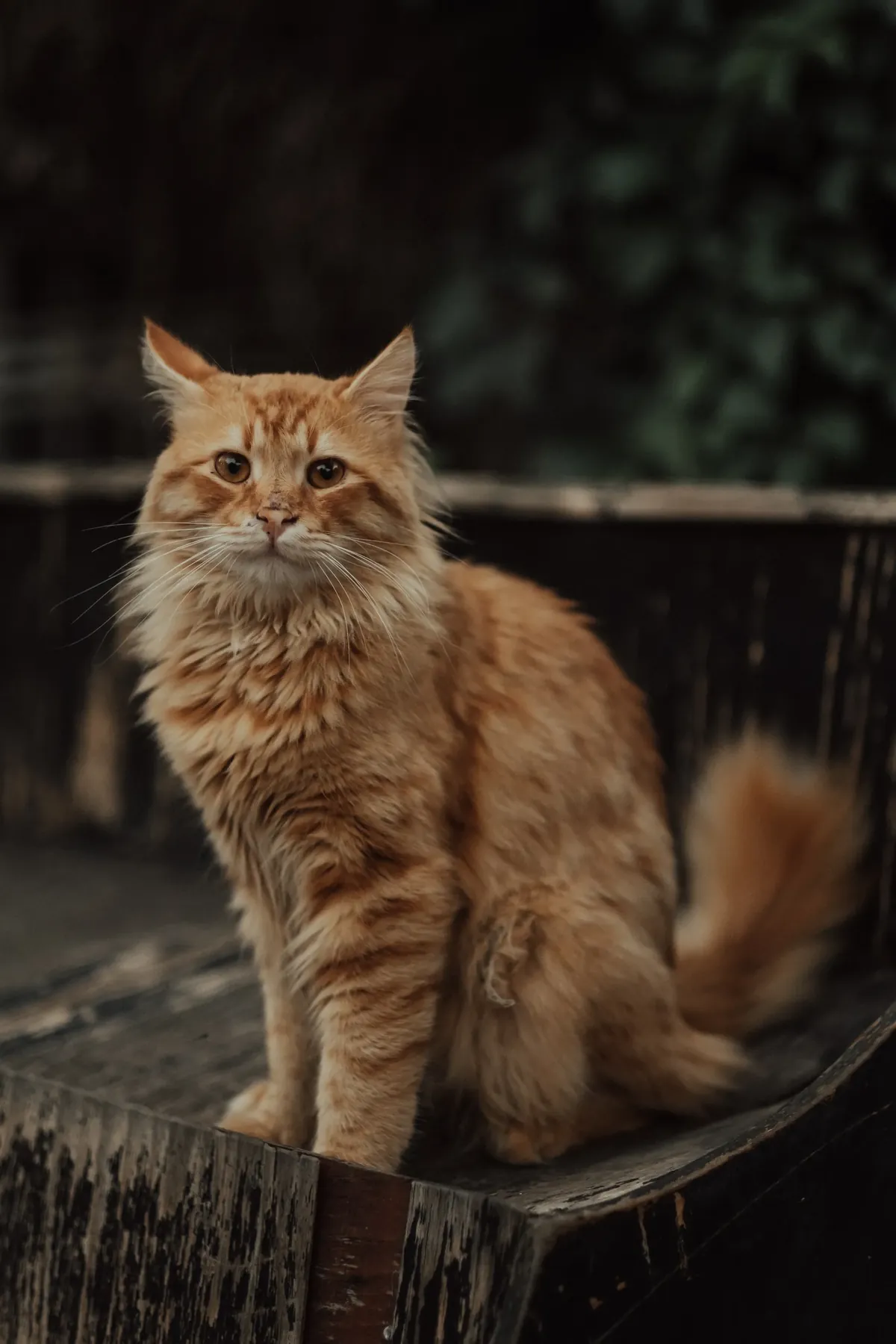Stocky orange Siberian cat sitting on a wooden chair, showing compact build