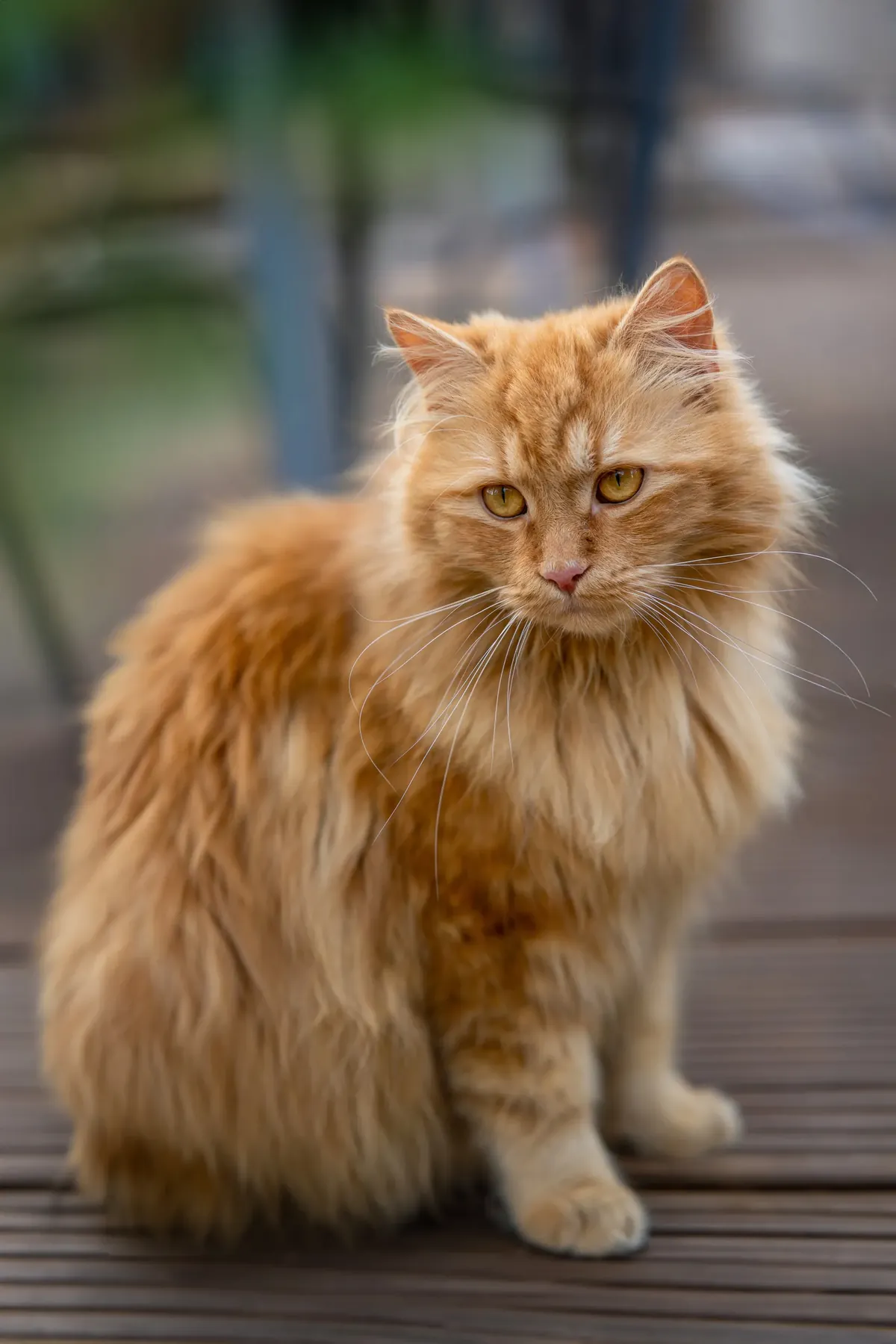 Orange Siberian cat with very thick, tousled dense coat